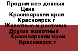 Продам коз дойных › Цена ­ 6 000 - Красноярский край, Красноярск г. Животные и растения » Другие животные   . Красноярский край,Красноярск г.